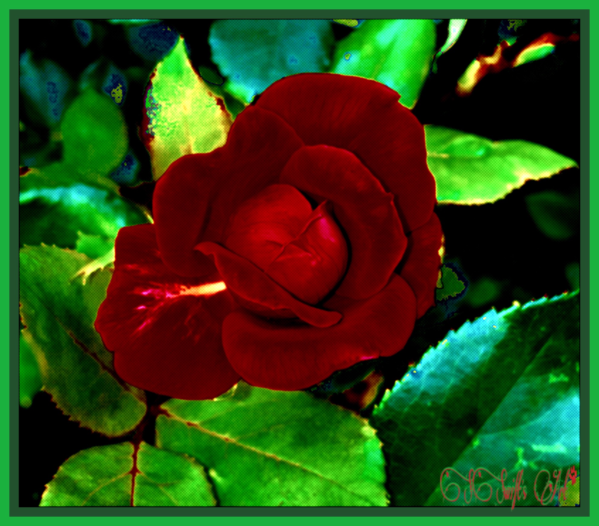 redrose rosebush image by staceyhaycraftswift