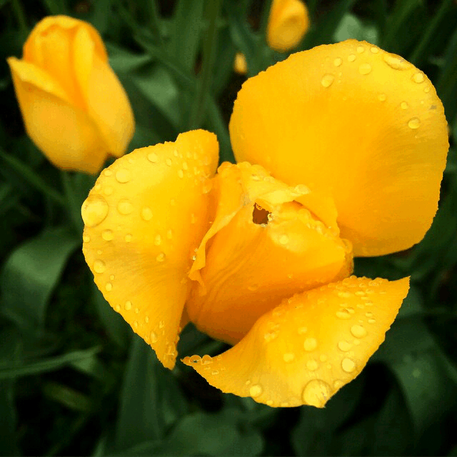 flower nature rain Yellow GIF by Ebonie Nicole