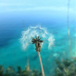 dandelion blue sea soft wppsummerblues